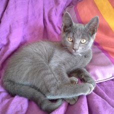 Image pour l'annonce 2 chatons à donner, urgent