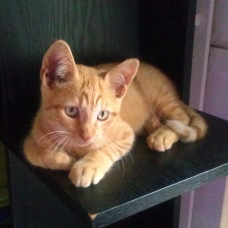 Image pour l'annonce 2 chatons à donner, urgent