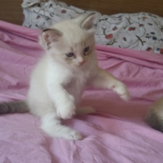 Image pour l'annonce CHATON RAGDOLL LOOF