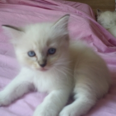 Image pour l'annonce CHATON RAGDOLL LOOF