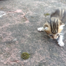 Image pour l'annonce Chatons gratuits