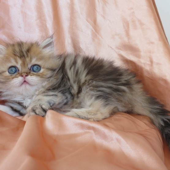 Image pour l'annonce Chatons persan golden et seal tabby point loof