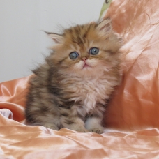 Image pour l'annonce Chatons persan golden et seal tabby point loof