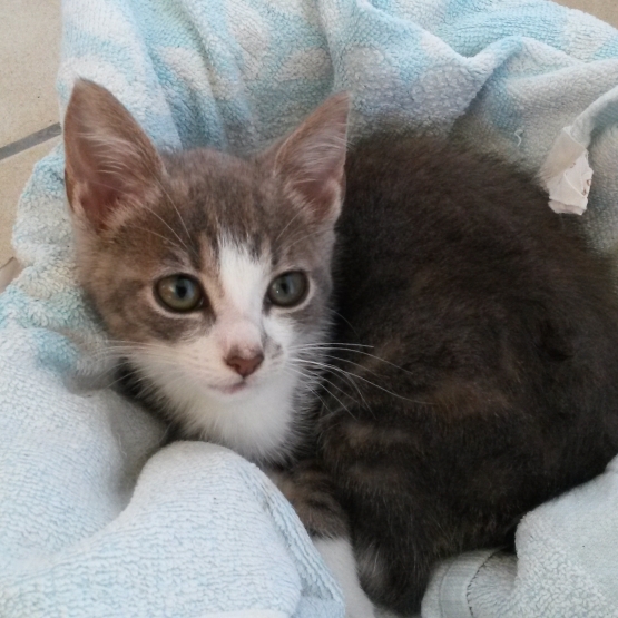Image pour l'annonce Donne 2 chatons