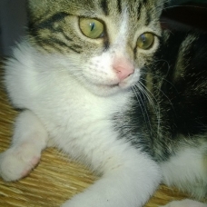 Image pour l'annonce Donne 2 chatons