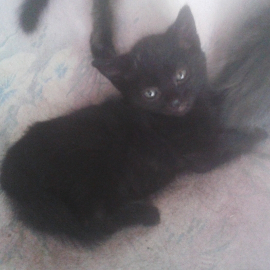 Image pour l'annonce Petit chaton à donner