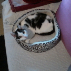 Image pour l'annonce Donne chat
