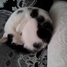 Image pour l'annonce Donne chat