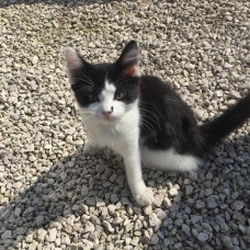 Image pour l'annonce 2 chatons à donner