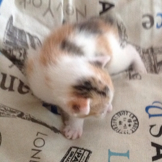 Image pour l'annonce Donne chatons
