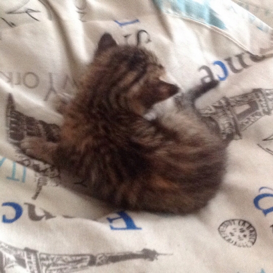 Image pour l'annonce Donne chatons
