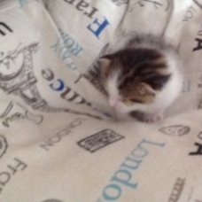 Image pour l'annonce Donne chatons
