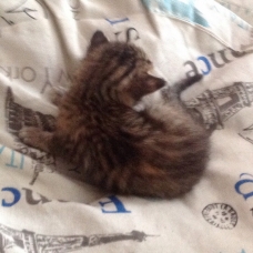 Image pour l'annonce Donne chatons
