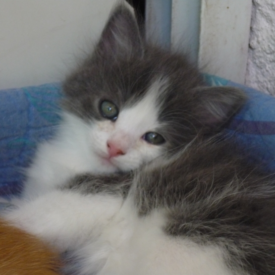 Image pour l'annonce Donne chatons
