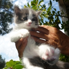 Image pour l'annonce Donne chatons