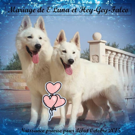 Image pour l'annonce Chiots disponibles