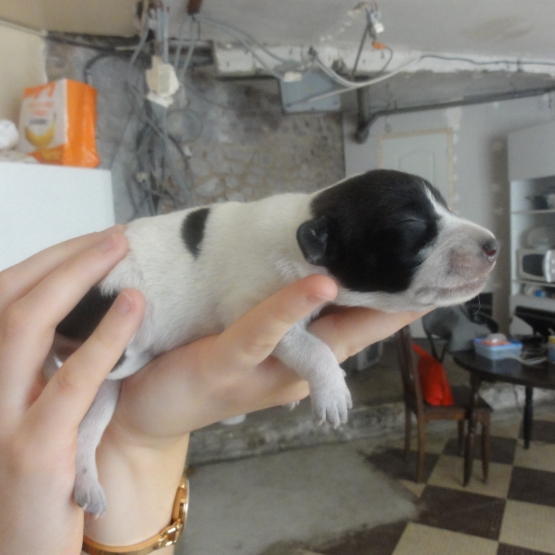 Image pour l'annonce Donne chiots