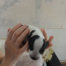 Image pour l'annonce Donne chiots