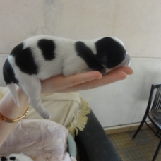 Image pour l'annonce Donne chiots
