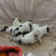 Image pour l'annonce Donne chiots