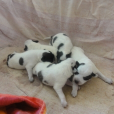 Image pour l'annonce Donne chiots