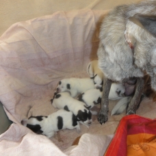Image pour l'annonce Donne chiots