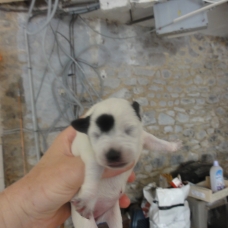 Image pour l'annonce Donne chiots