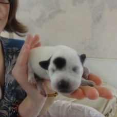 Image pour l'annonce Donne chiots