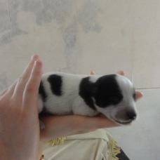 Image pour l'annonce Donne chiots