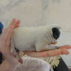 Image pour l'annonce Donne chiots