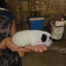 Image pour l'annonce Donne chiots