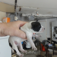 Image pour l'annonce Donne chiots