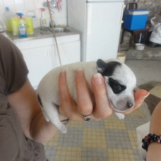 Image pour l'annonce Donne chiots