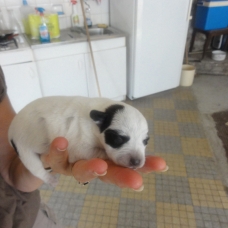 Image pour l'annonce Donne chiots