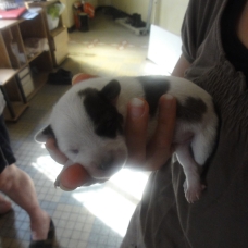 Image pour l'annonce Donne chiots