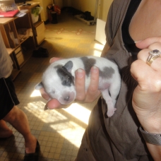 Image pour l'annonce Donne chiots