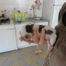 Image pour l'annonce Donne chiots