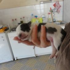 Image pour l'annonce Donne chiots