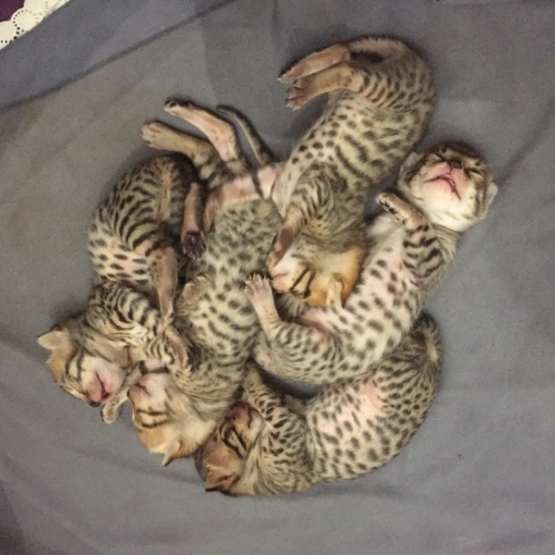 Image pour l'annonce Vend chaton bengal