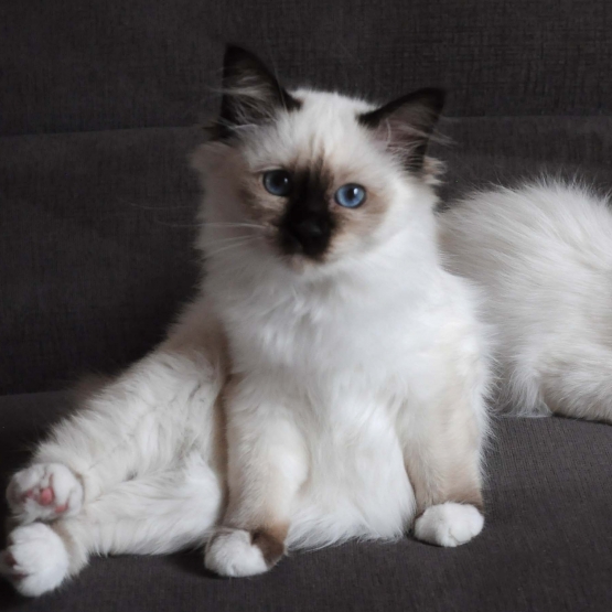 Image pour l'annonce Chatons femelles Sacré de Birmanie LOOF