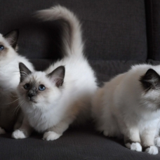 Image pour l'annonce Chatons femelles Sacré de Birmanie LOOF