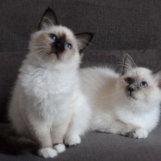 Image pour l'annonce Chatons femelles Sacré de Birmanie LOOF
