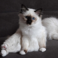 Image pour l'annonce Chatons femelles Sacré de Birmanie LOOF