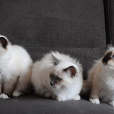 Image pour l'annonce Chatons femelles Sacré de Birmanie LOOF