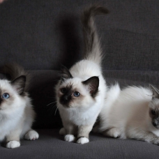 Image pour l'annonce Chatons femelles Sacré de Birmanie LOOF