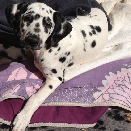 Image pour l'annonce Magnifiques chiots Dalmatiens
