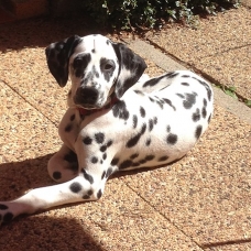 Image pour l'annonce Magnifiques chiots Dalmatiens