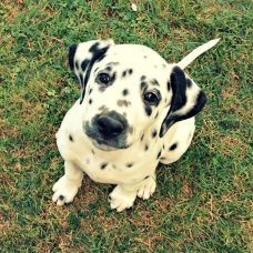 Image pour l'annonce Magnifiques chiots Dalmatiens