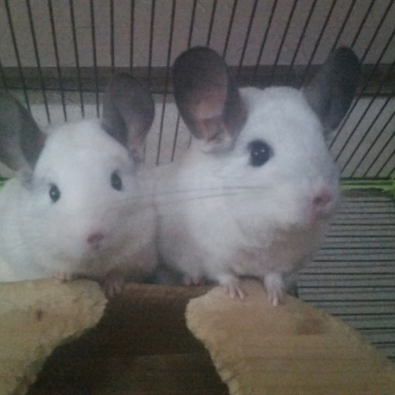 Image pour l'annonce vends 2 chinchillas blanches