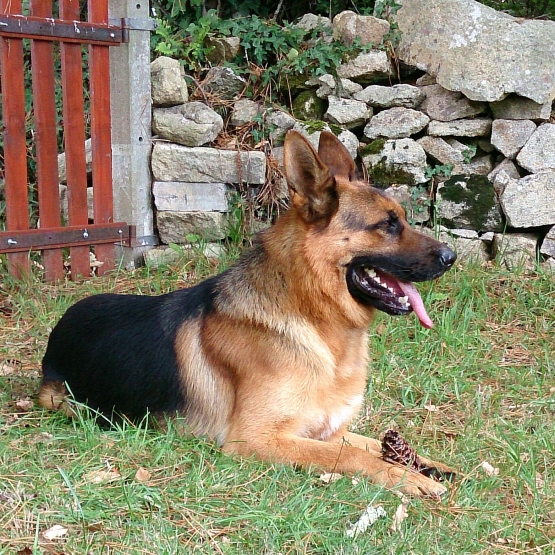 Image pour l'annonce BERGER ALLEMAND LOF POUR SAILLIE